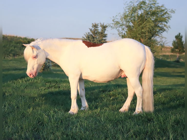Weitere Ponys/Kleinpferde Wallach 8 Jahre 112 cm Schecke in Thedford