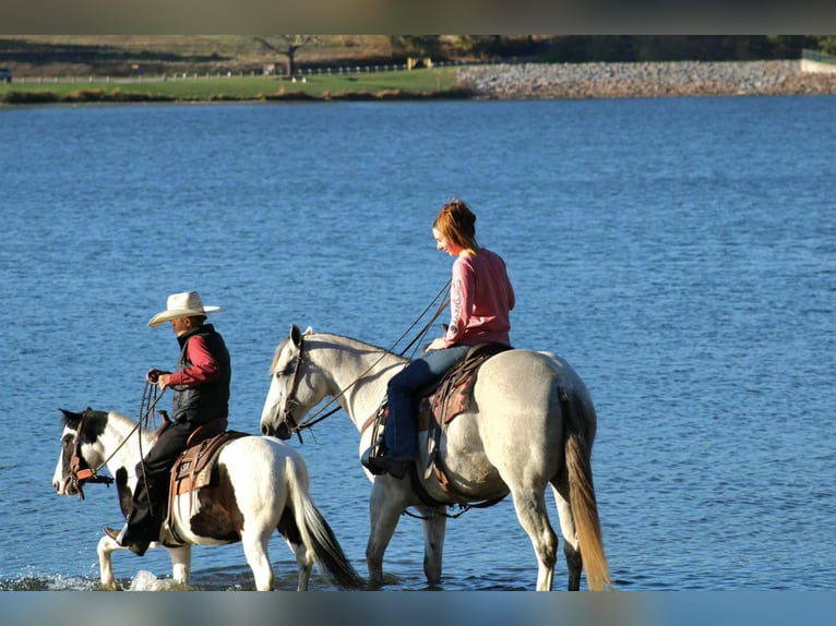 Weitere Ponys/Kleinpferde Wallach 8 Jahre 112 cm Schecke in Rebersburg