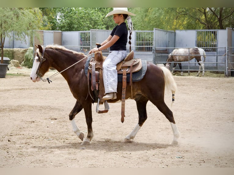 Weitere Ponys/Kleinpferde Wallach 8 Jahre 112 cm  in Phoenix
