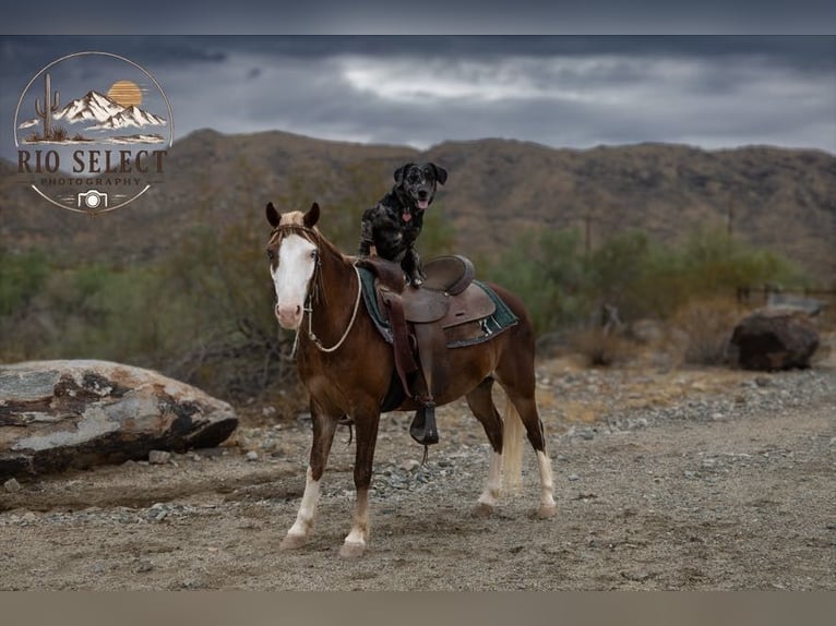 Weitere Ponys/Kleinpferde Wallach 8 Jahre 112 cm  in Phoenix