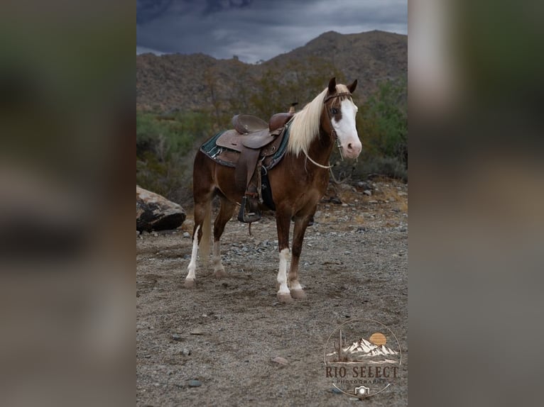 Weitere Ponys/Kleinpferde Wallach 8 Jahre 112 cm  in Phoenix