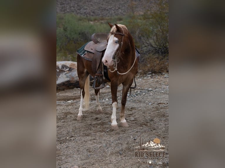 Weitere Ponys/Kleinpferde Wallach 8 Jahre 112 cm  in Phoenix