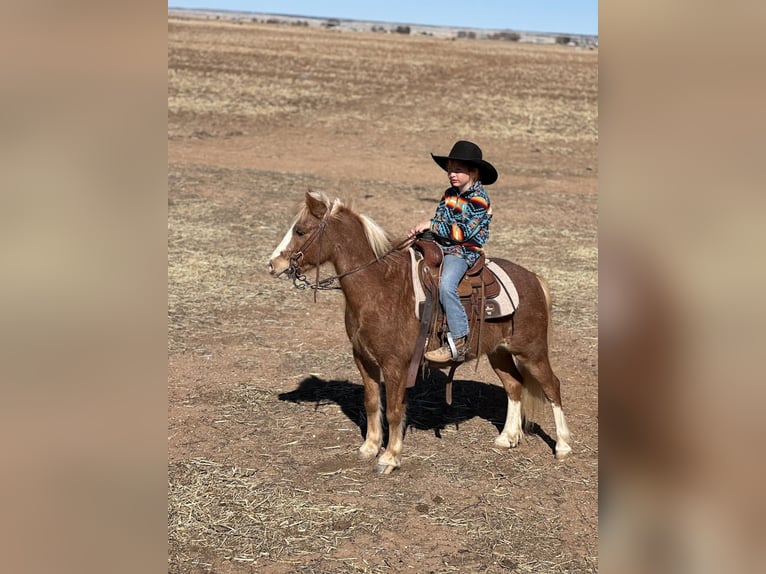 Weitere Ponys/Kleinpferde Wallach 8 Jahre 114 cm Roan-Red in Edgewood