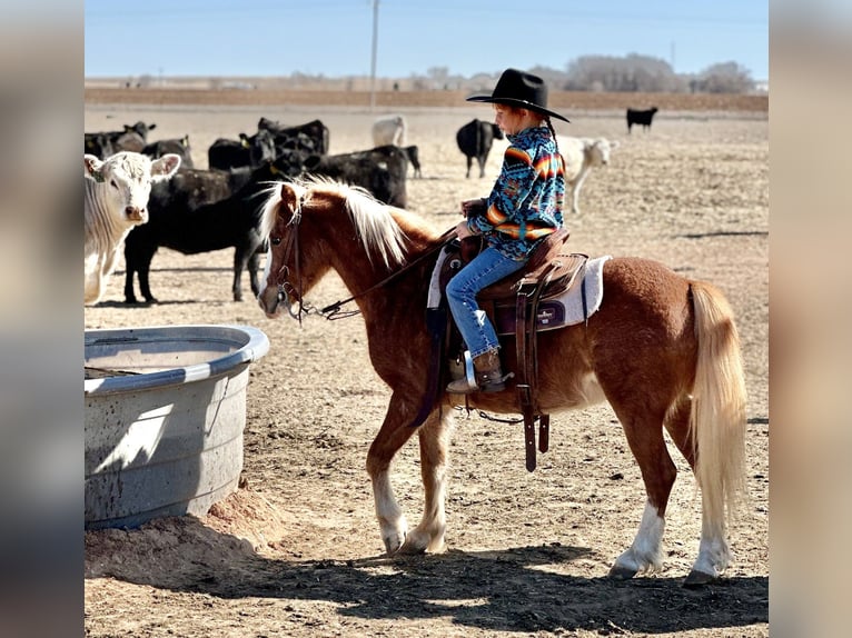 Weitere Ponys/Kleinpferde Wallach 8 Jahre 114 cm Roan-Red in Edgewood