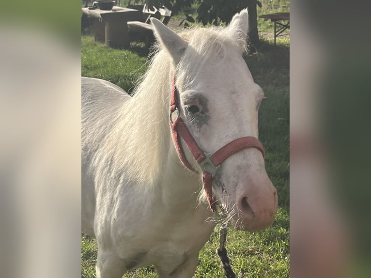 Weitere Ponys/Kleinpferde Wallach 8 Jahre 118 cm Schimmel in Ursensollen