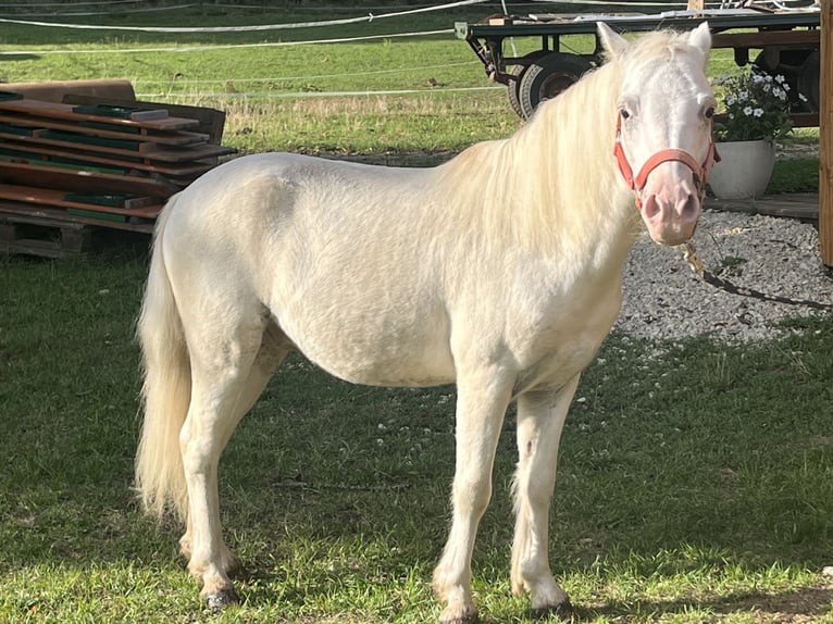 Weitere Ponys/Kleinpferde Wallach 8 Jahre 118 cm Schimmel in Ursensollen