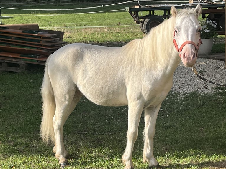 Weitere Ponys/Kleinpferde Wallach 8 Jahre 118 cm Schimmel in Ursensollen