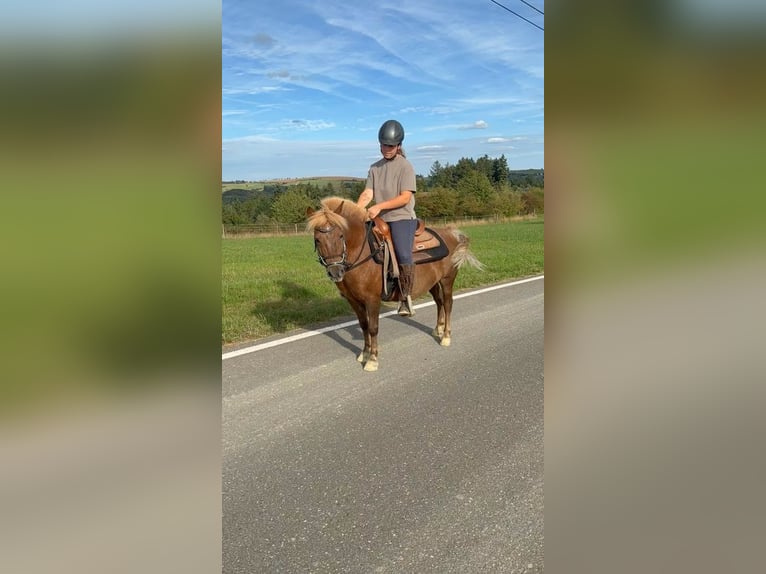 Weitere Ponys/Kleinpferde Wallach 8 Jahre 120 cm Dunkelfuchs in Daleiden