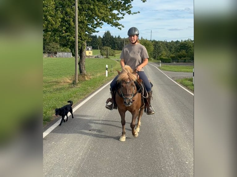 Weitere Ponys/Kleinpferde Wallach 8 Jahre 120 cm Dunkelfuchs in Daleiden