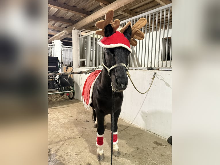 Weitere Ponys/Kleinpferde Wallach 8 Jahre 120 cm Rappe in Bácsalmás