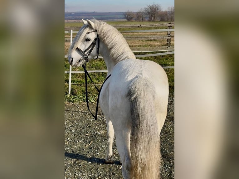 Weitere Ponys/Kleinpferde Wallach 8 Jahre 120 cm Schimmel in Rechnitz