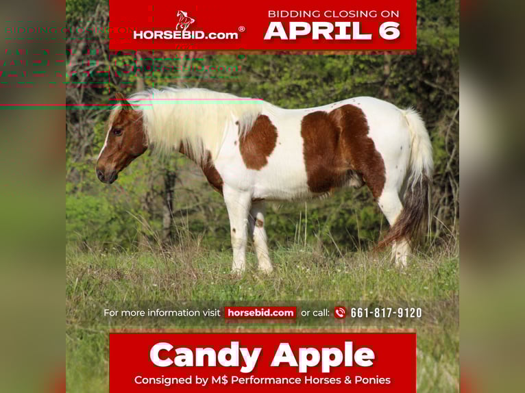 Weitere Ponys/Kleinpferde Wallach 8 Jahre 122 cm Schecke in Whitesboro