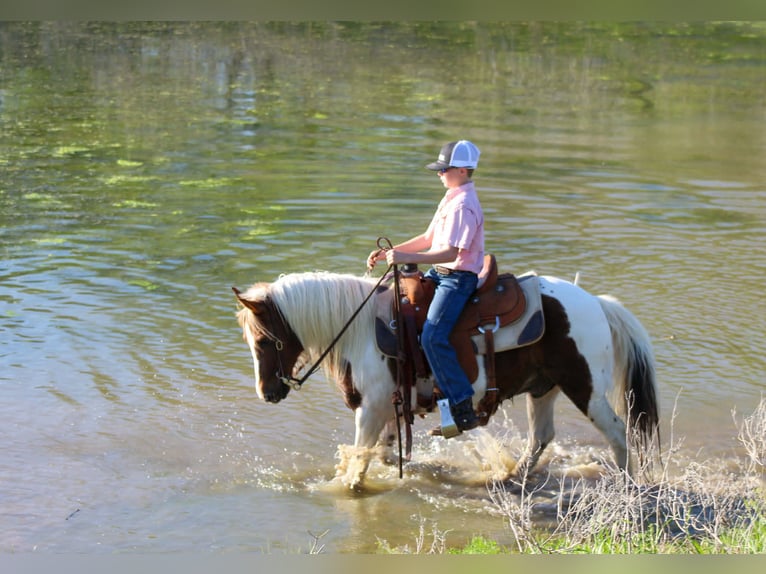 Weitere Ponys/Kleinpferde Wallach 8 Jahre 122 cm Tobiano-alle-Farben in Whitesboro