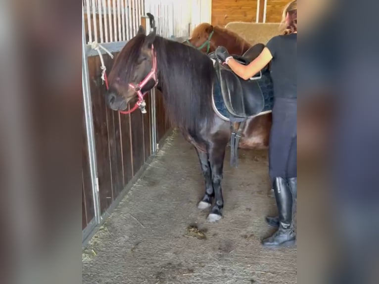 Weitere Ponys/Kleinpferde Wallach 8 Jahre 125 cm Dunkelbrauner in Rechnitz