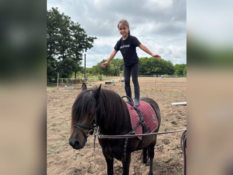 Weitere Ponys/Kleinpferde Wallach 8 Jahre 125 cm Dunkelbrauner in Rechnitz