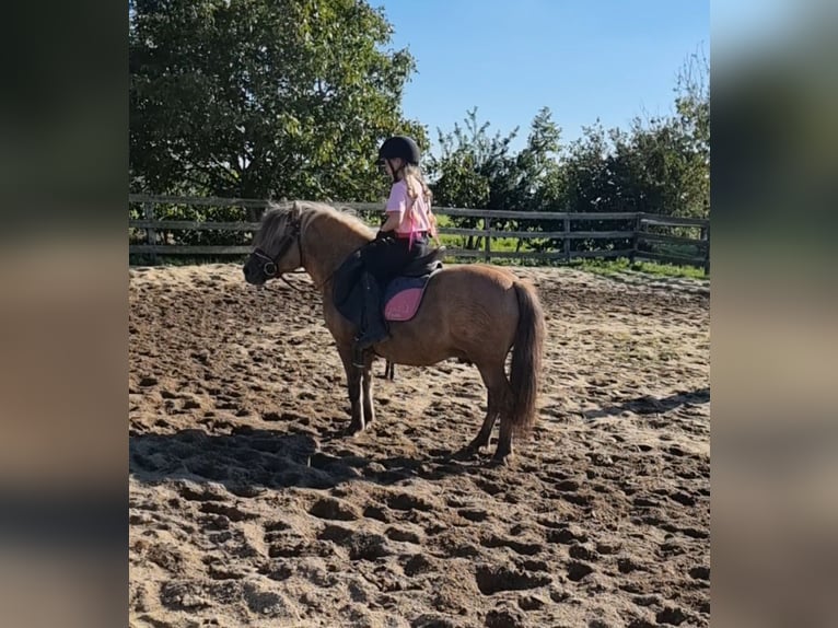 Weitere Ponys/Kleinpferde Wallach 8 Jahre 125 cm Falbe in Rechnitz