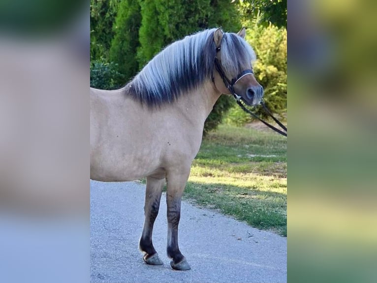 Weitere Ponys/Kleinpferde Wallach 8 Jahre 125 cm Falbe in Rechnitz