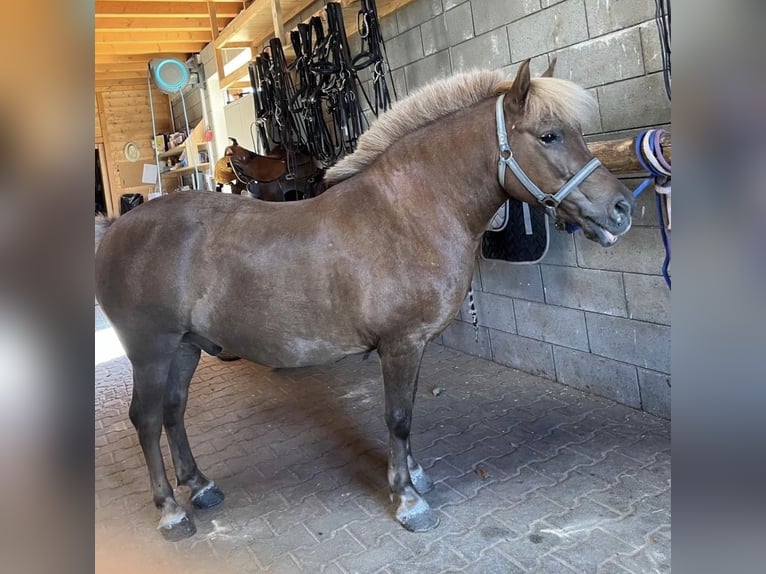 Weitere Ponys/Kleinpferde Wallach 8 Jahre 125 cm  in Daleiden