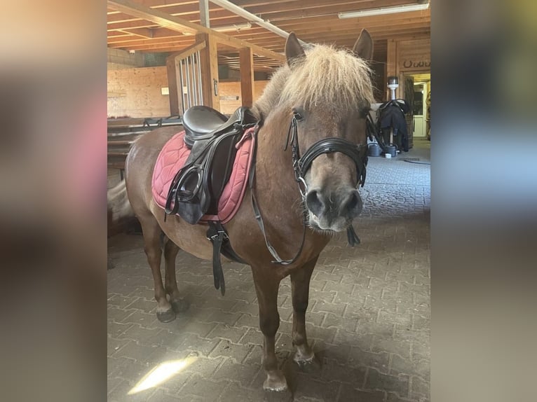 Weitere Ponys/Kleinpferde Wallach 8 Jahre 125 cm  in Daleiden