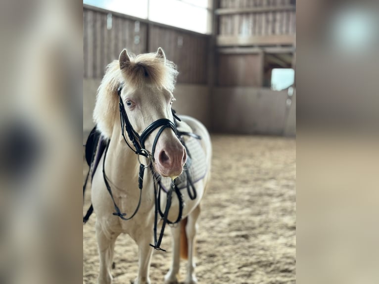 Weitere Ponys/Kleinpferde Wallach 8 Jahre 125 cm Schecke in Landau an der Isar