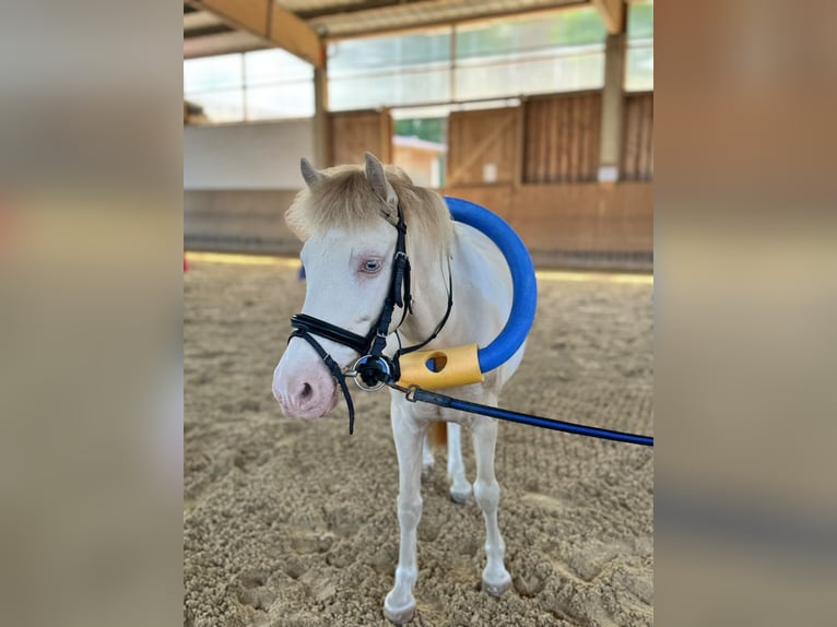 Weitere Ponys/Kleinpferde Wallach 8 Jahre 125 cm Schecke in Landau an der Isar