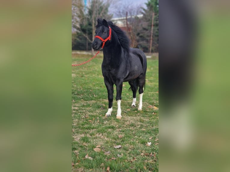 Weitere Ponys/Kleinpferde Wallach 8 Jahre 126 cm Rappe in Rechnitz