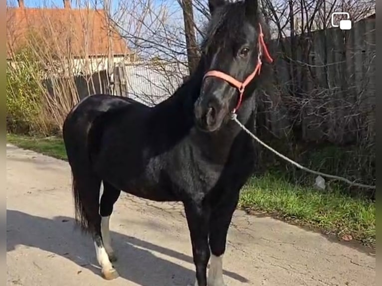 Weitere Ponys/Kleinpferde Wallach 8 Jahre 126 cm Rappe in Rechnitz