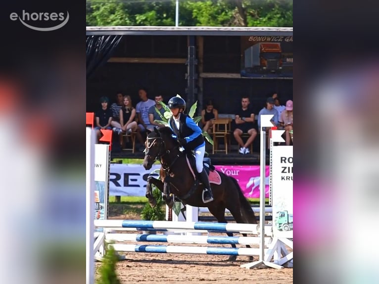 Weitere Ponys/Kleinpferde Wallach 8 Jahre 130 cm Rappe in Leczyca