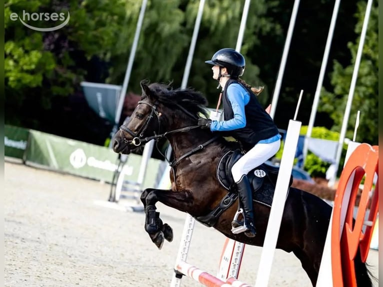 Weitere Ponys/Kleinpferde Wallach 8 Jahre 130 cm Rappe in Leczyca
