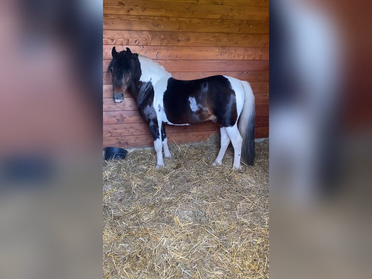 Weitere Ponys/Kleinpferde Wallach 8 Jahre 130 cm Schecke in Rechnitz Weitere Ponys/Kleinpferde Wallach 8 Jahre 130 cm Schecke in Rechnitz
