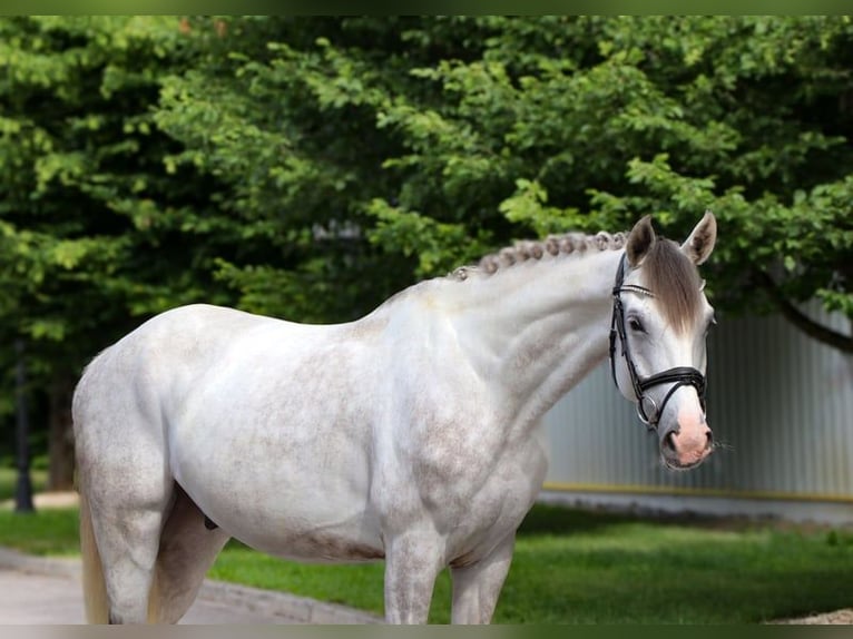Weitere Ponys/Kleinpferde Wallach 8 Jahre 130 cm Schimmel in Orléans