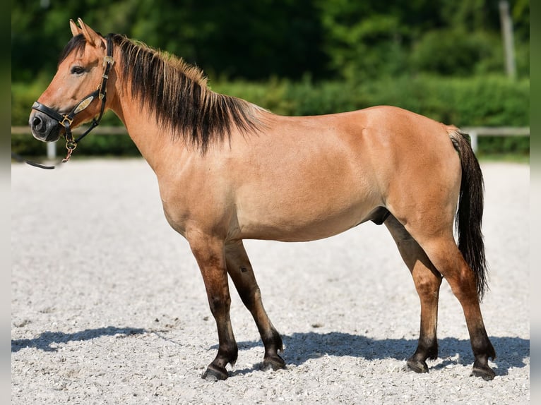 Weitere Ponys/Kleinpferde Wallach 8 Jahre 133 cm Buckskin in Neustadt (Wied)