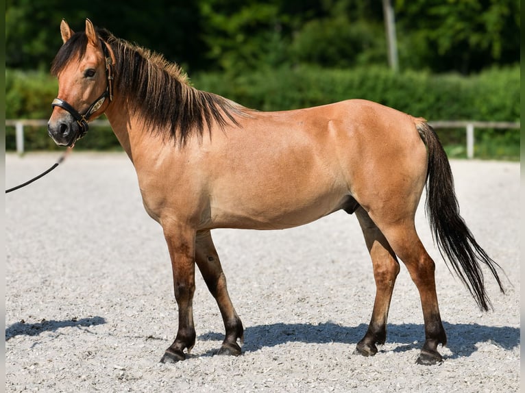 Weitere Ponys/Kleinpferde Wallach 8 Jahre 133 cm Buckskin in Neustadt (Wied)