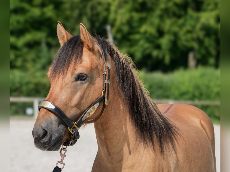 Weitere Ponys/Kleinpferde Wallach 8 Jahre 133 cm Buckskin in Neustadt (Wied)
