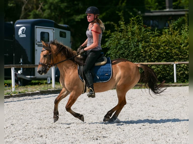 Weitere Ponys/Kleinpferde Wallach 8 Jahre 133 cm Buckskin in Neustadt (Wied)