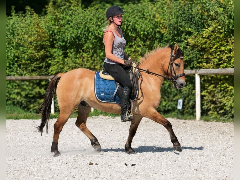 Weitere Ponys/Kleinpferde Wallach 8 Jahre 133 cm Buckskin in Neustadt (Wied)