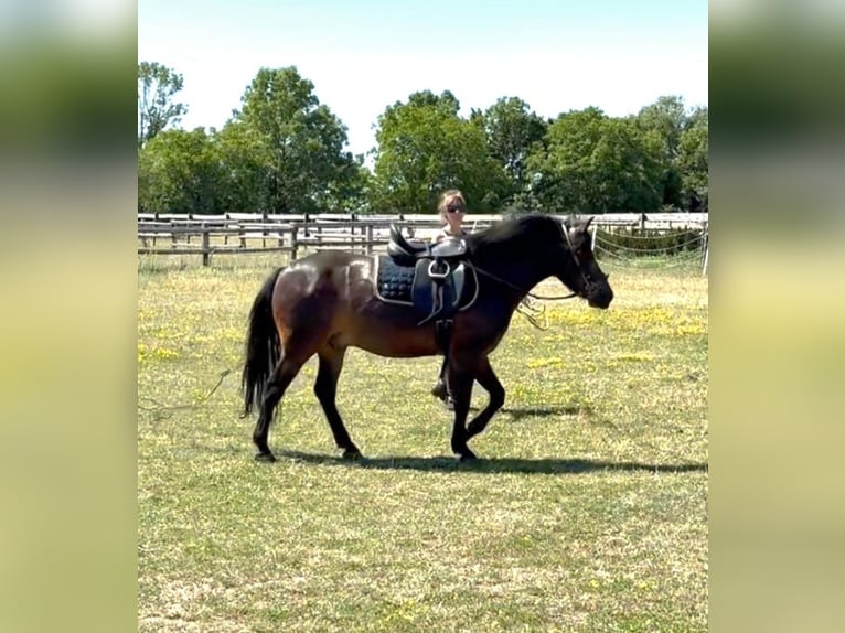 Weitere Ponys/Kleinpferde Wallach 8 Jahre 133 cm Dunkelbrauner in Rechnitz