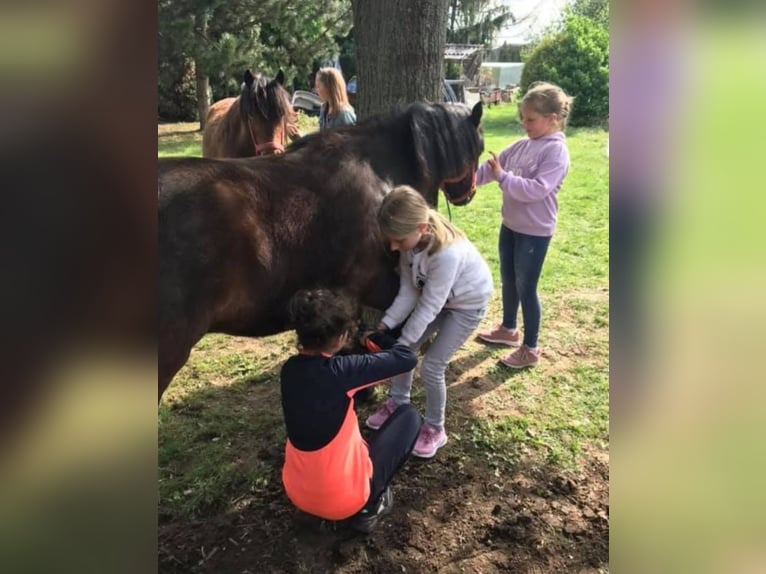 Weitere Ponys/Kleinpferde Wallach 8 Jahre 133 cm Dunkelbrauner in Rechnitz