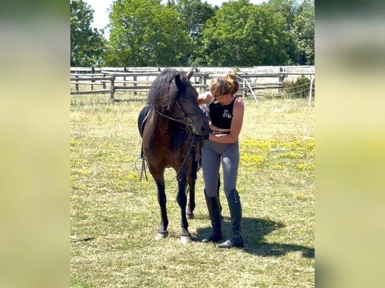 Weitere Ponys/Kleinpferde Wallach 8 Jahre 133 cm Dunkelbrauner in Rechnitz