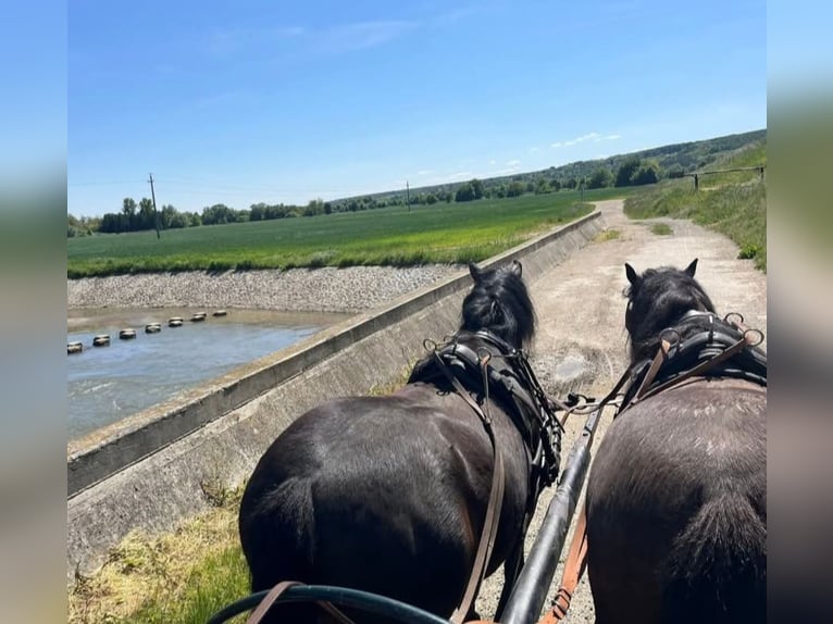 Weitere Ponys/Kleinpferde Wallach 8 Jahre 133 cm Dunkelbrauner in Rechnitz