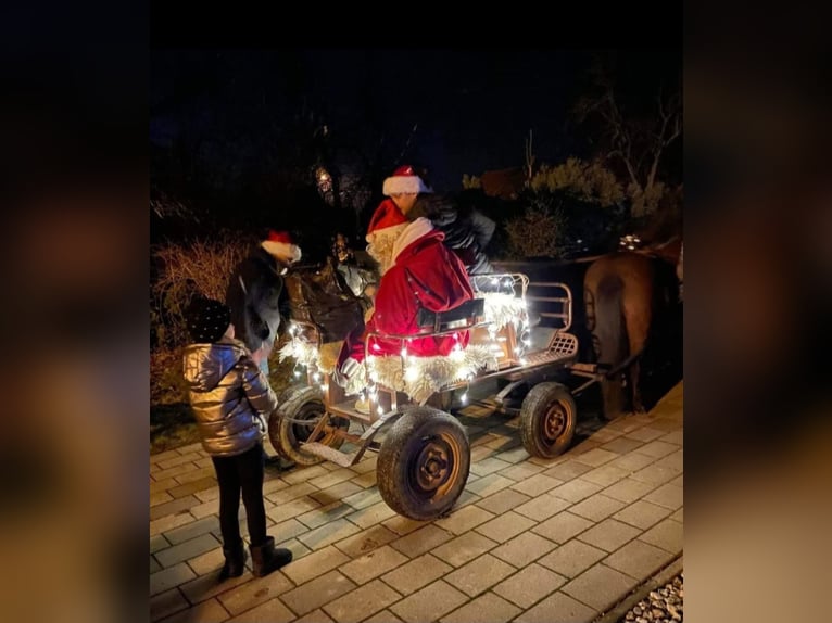 Weitere Ponys/Kleinpferde Wallach 8 Jahre 133 cm Dunkelbrauner in Rechnitz