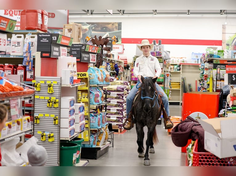 Weitere Ponys/Kleinpferde Wallach 8 Jahre 135 cm Roan-Blue in Needmore