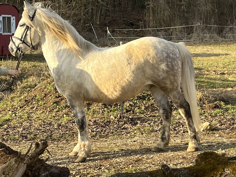 Weitere Ponys/Kleinpferde Wallach 8 Jahre 137 cm Schimmel in Ursensollen