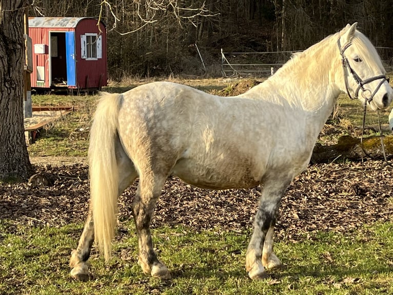 Weitere Ponys/Kleinpferde Wallach 8 Jahre 137 cm Schimmel in Ursensollen