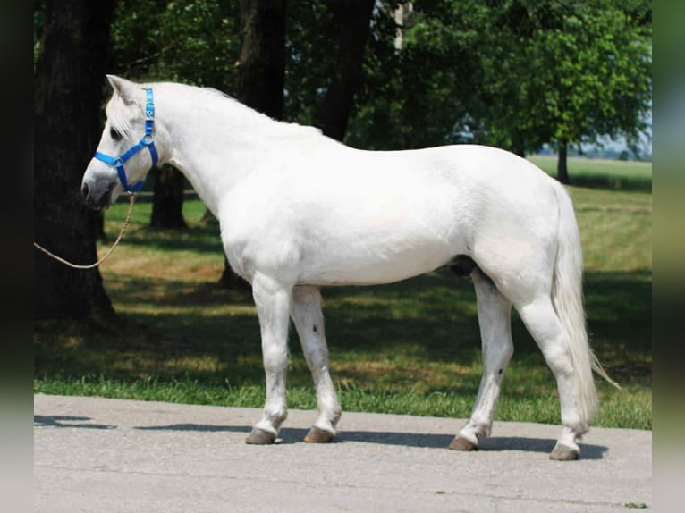 Weitere Ponys/Kleinpferde Wallach 8 Jahre 138 cm Schimmel in Becs