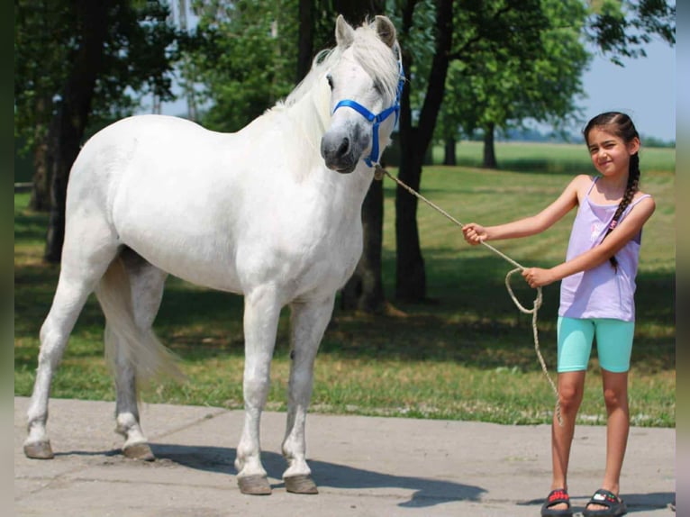 Weitere Ponys/Kleinpferde Wallach 8 Jahre 138 cm Schimmel in Becs
