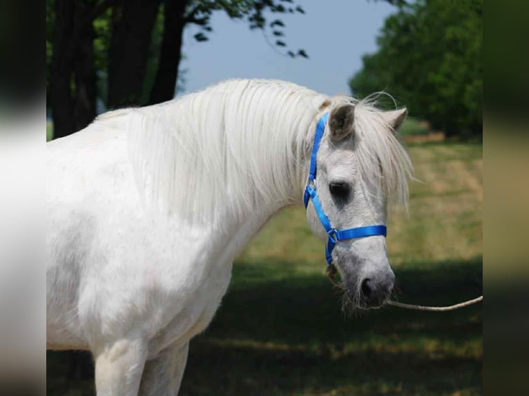 Weitere Ponys/Kleinpferde Wallach 8 Jahre 138 cm Schimmel in Becs