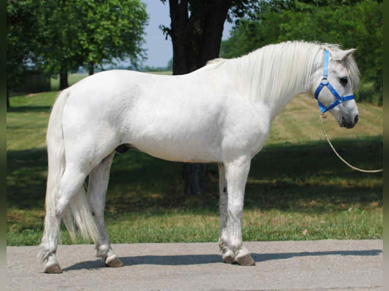 Weitere Ponys/Kleinpferde Wallach 8 Jahre 138 cm Schimmel in Becs