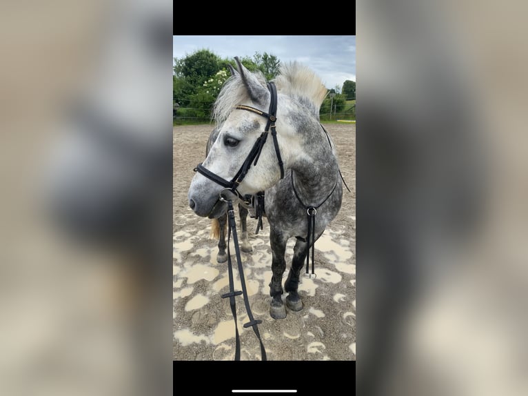 Weitere Ponys/Kleinpferde Wallach 8 Jahre 140 cm Apfelschimmel in Kloster Sch&#xE4;ftlarn