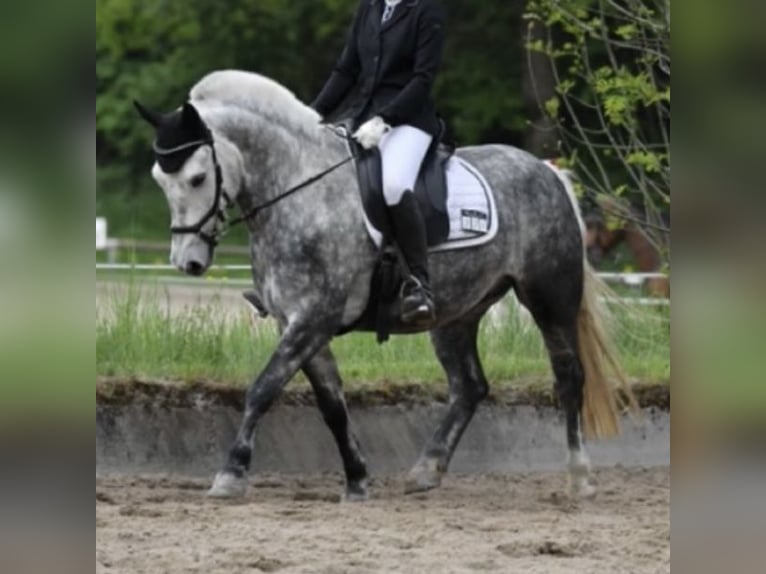 Weitere Ponys/Kleinpferde Wallach 8 Jahre 140 cm Apfelschimmel in Kloster Sch&#xE4;ftlarn